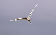 Great White Egret (Ardea alba)